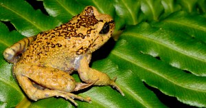 alsodes barrioi