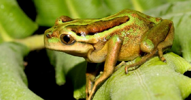 hylorina sylvatica