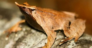 rhinoderma darwinii